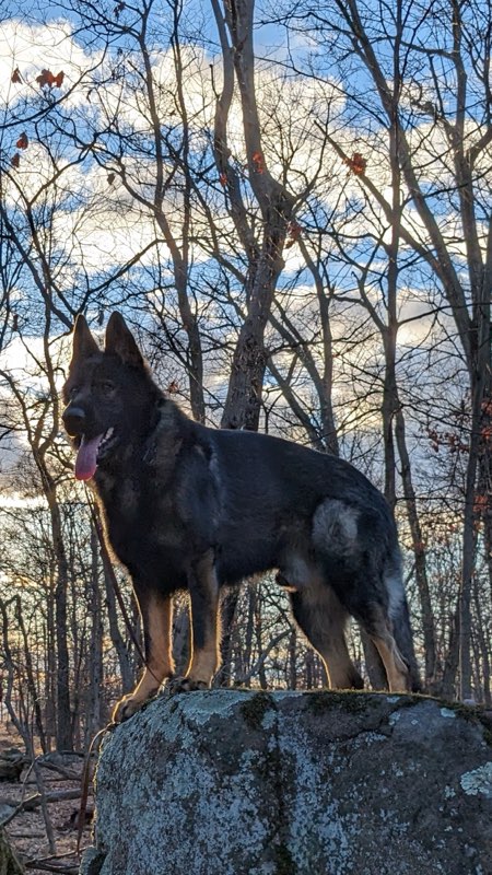 Konigsdorf Shepherds dog photo